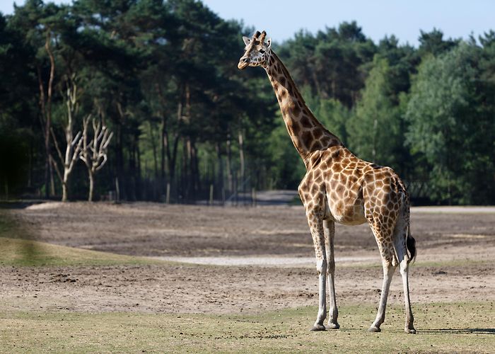 Beekse Bergen On safari | Face-to-face with wild animals | Beekse Bergen photo