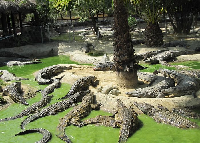 Crocodile Park Animal Parks | www.villamarina.es photo