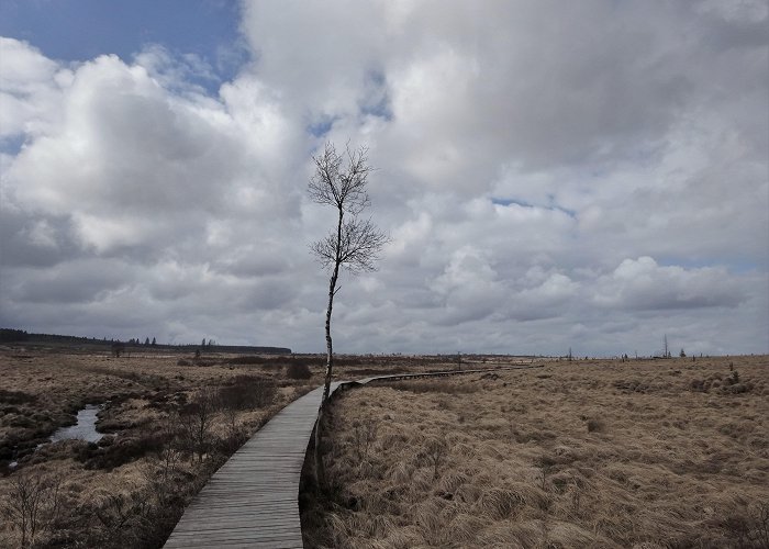 nationalpark near Signal de Botrange, Waimes. (Belgium) on a hike last winter ... photo