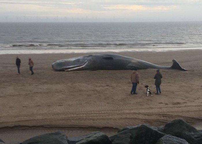 Skegness Beach Sperm whale 'explodes' on Skegness beach as coastguard investigate ... photo