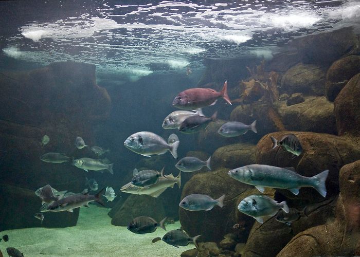 Marinarium Le Marinarium - Concarneau | Destination Pays Bigouden photo