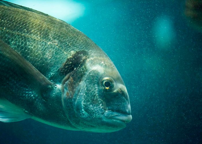 Marinarium Le Marinarium - Concarneau | Destination Pays Bigouden photo