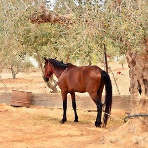 Отель Ranch Tanit Djerba Мидун Exterior photo