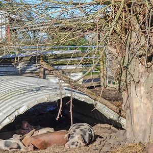 Вилла The Cow Shed Arlingham Exterior photo