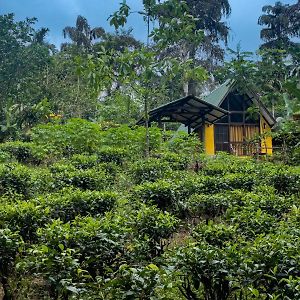 Отель Rainforest Cabin Денияйя Exterior photo