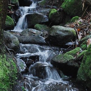 Birch Suite - Rocky Creek Art Garden Олинда Exterior photo