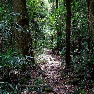 Вилла Springbrook Lyrebird Retreat Exterior photo