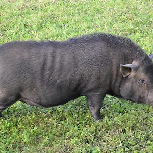 Отель Le Paradis Des Animaux Coublevie Exterior photo